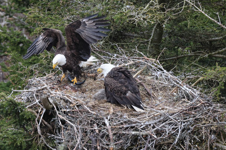 Adult Bald Eagle with chick in a nest in a tree Newfoundland Canada