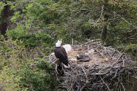 Adult Bald Eagle with chick in a nest in a tree Newfoundland Canada