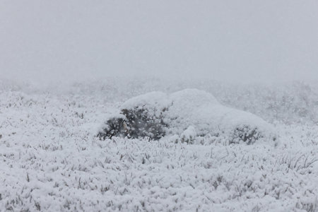 Musk ox in autumn with the first snow Dovrefjell National Park Norway