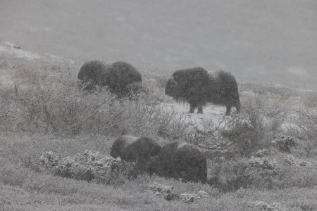 Musk ox in autumn with the first snow Dovrefjell National Park Norwayの写真素材