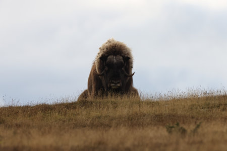 Musk ox in autumn Dovrefjell National Park Norway