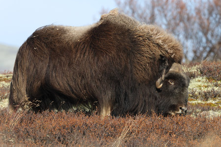 Musk ox in autumn Dovrefjell National Park Norway