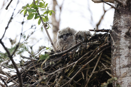 Great Horned Owl Nest Newfoundland Canadaの写真素材