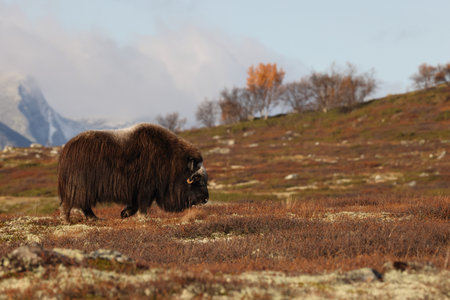 Musk ox in autumn Dovrefjell National Park Norwayの写真素材