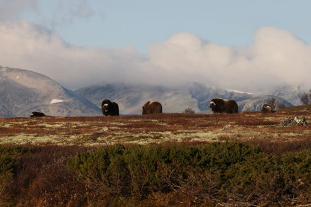Musk ox in autumn Dovrefjell National Park Norwayの写真素材