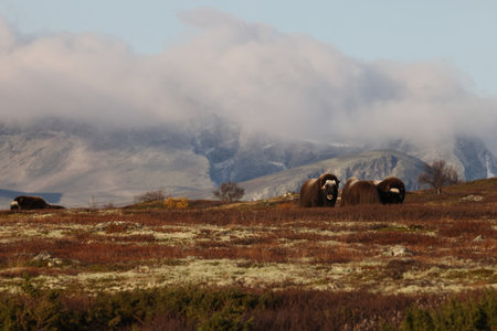 Musk ox in autumn Dovrefjell National Park Norwayの写真素材