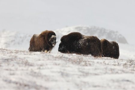 Musk ox in autumn with the first snow Dovrefjell National Park Norwayの写真素材