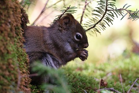 Gray Squirrel (Sciurus carolinensis) Newfoundland Canadaの写真素材