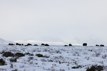 Musk ox in autumn with the first snow Dovrefjell National Park Norwayの写真素材