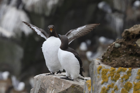 Common Murre at Cape St. Mary's Ecological Bird Sanctuary in Newfoundland Canadaの写真素材
