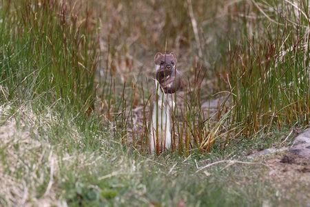 least weasel transports its young