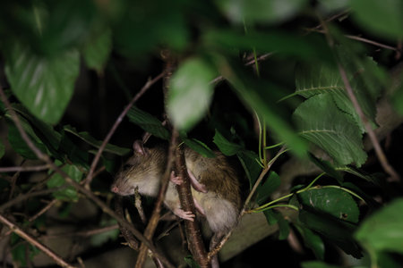 A brown rat at night in its sleeping place in a bush gremany
