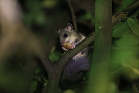 dormouse at night in the forest Baden-Wuerttemberg