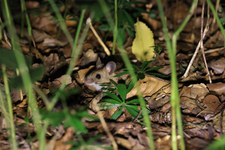 Cute wild Wood mouse (Apodemus sylvaticus) Germany