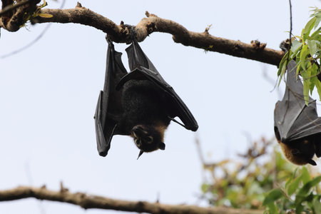 spectacled flying fox (Pteropus conspicillatus) Queensland, Australiaの写真素材