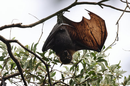 spectacled flying fox (Pteropus conspicillatus) Queensland, Australia