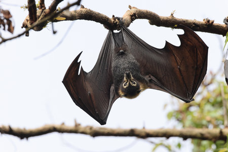 spectacled flying fox (Pteropus conspicillatus) Queensland, Australia
