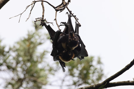spectacled flying fox (Pteropus conspicillatus) Queensland, Australia