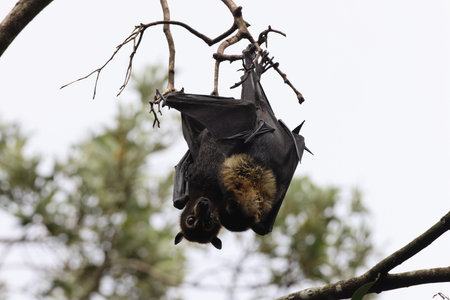 spectacled flying fox (Pteropus conspicillatus) Queensland, Australia
