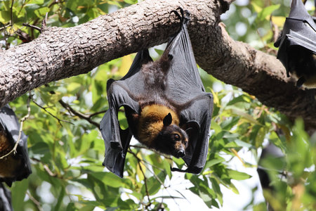 spectacled flying fox (Pteropus conspicillatus) Queensland, Australia