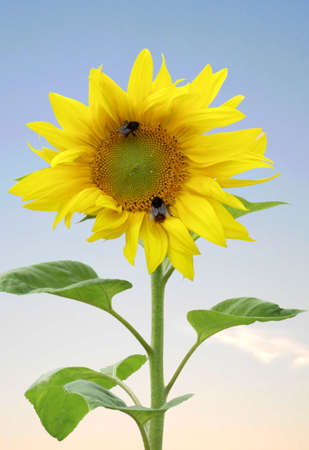 Sunflower with two beesの写真素材