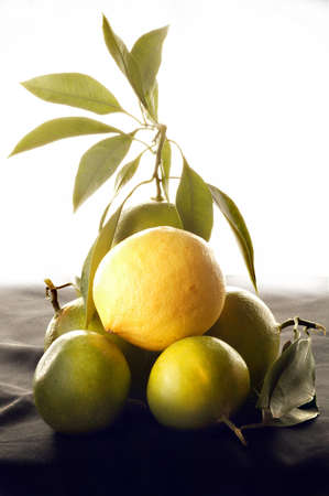 Gelbe Zitronen und gruene Limetten als Stilllebenの写真素材