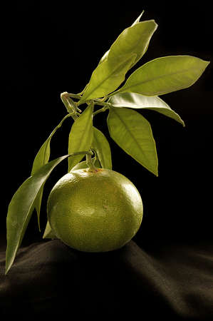 A green lime as a still life. A green lime as a still lifeの写真素材