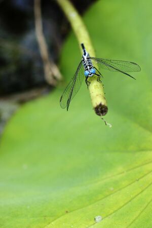 Blue Dragonflyの写真素材
