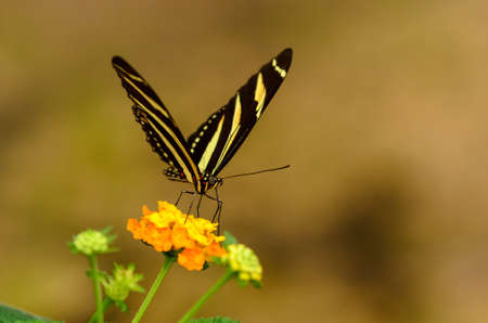 Beatiful striped buttefly ready to take of from yellow flowerの写真素材