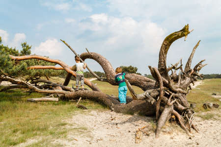 Two young children walking over the side of a fallen tree  Warm summer day with sunlight warming up the scene の写真素材