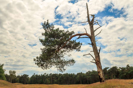 Low point of view looking at an isolated tree with a dramatic blue and cloudy sky の写真素材