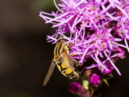 Wasp on the side of a purple flower