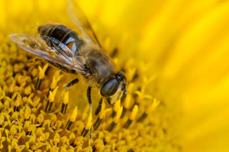 Closeup of a wasp on a yellow sunflower in bloomの写真素材