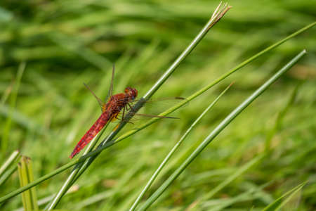 Red dragonfly resting on a blade of grassの写真素材