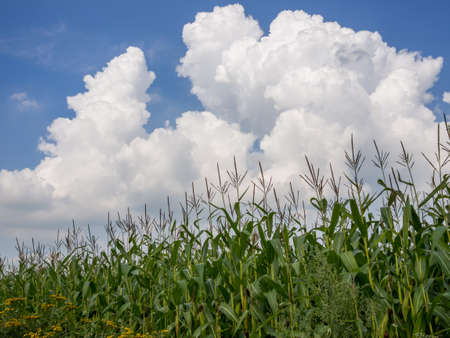 Big dramatic white cloud above a corn fieldの写真素材