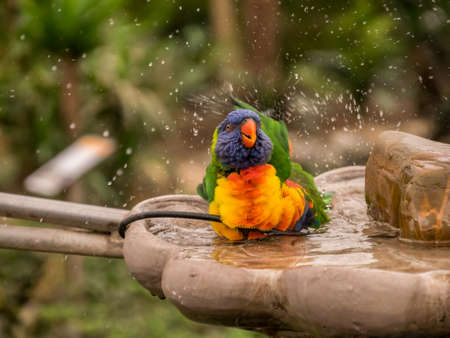 Colorful parrot taking a bath and splashing with waterの写真素材