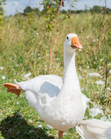 White goose standing in field on one legの写真素材