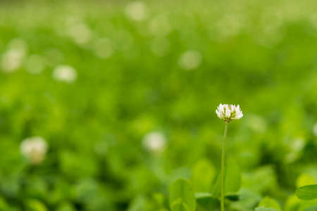 A lone wild white flower in a blurred fieldの写真素材