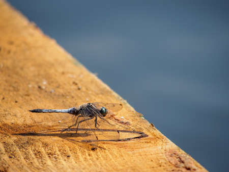 Dragonfly resting gracefully on wooden bank by riverの写真素材