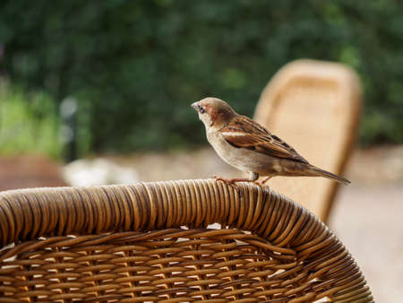 Small curious house sparrow resting on top of a reed chairの写真素材