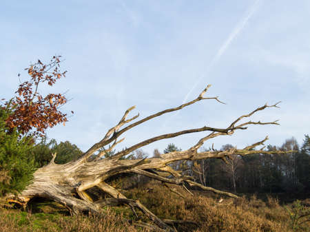 Fallen dead tree lying in heathland area in fall colorsの写真素材
