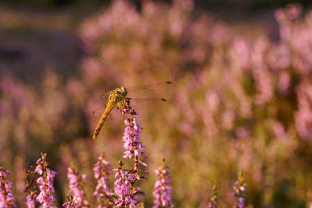 Dragonfly resting on heather in sunset lightの写真素材