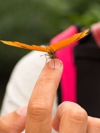 Closeup of orange butterfly on a womans fingerの写真素材