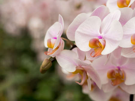 Closeup of white pink orchids in natural environment in full bloomの写真素材