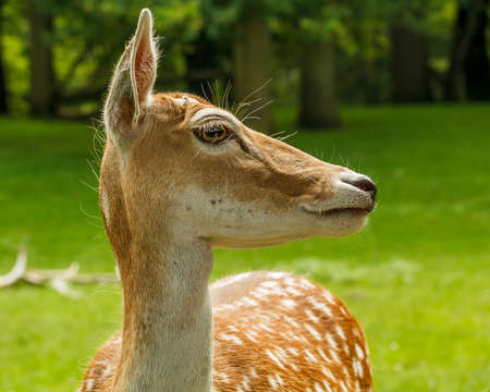 Side on portrait of a female Dutch deer