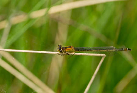 Closeup of a Dutch blue damselfly on longs strand of grass