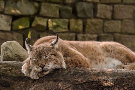 A peaceful lynx sleeping on a a large branch