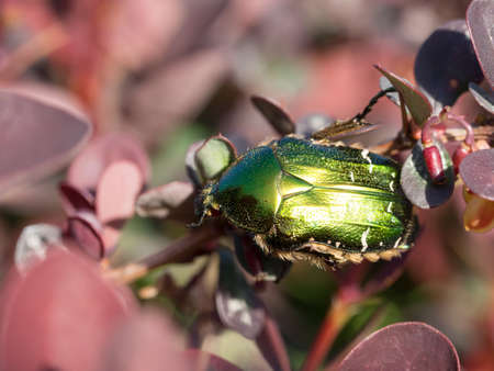 Macro of a green beetle on a bush in bright lightの写真素材