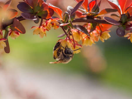 Bee in isolated view hanging from red leavesの写真素材