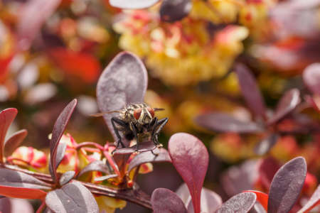 Macro shoot of a fly resting on red leaves